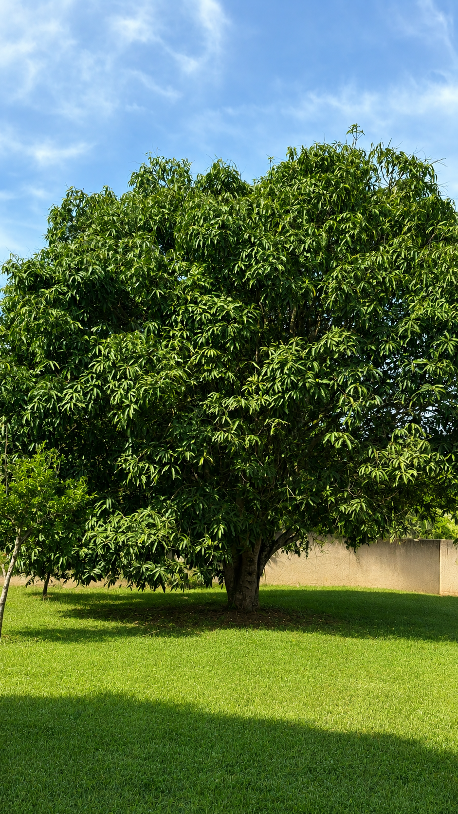 Plantas do pomar do Carpe Diem